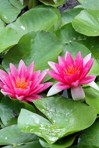Aquatic plant pond garden