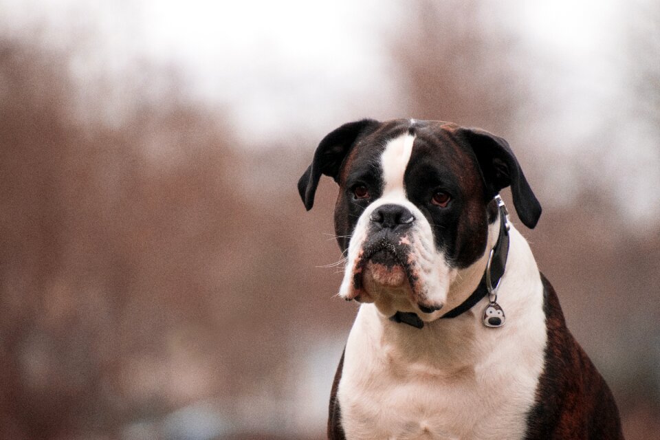 Portrait animal cute