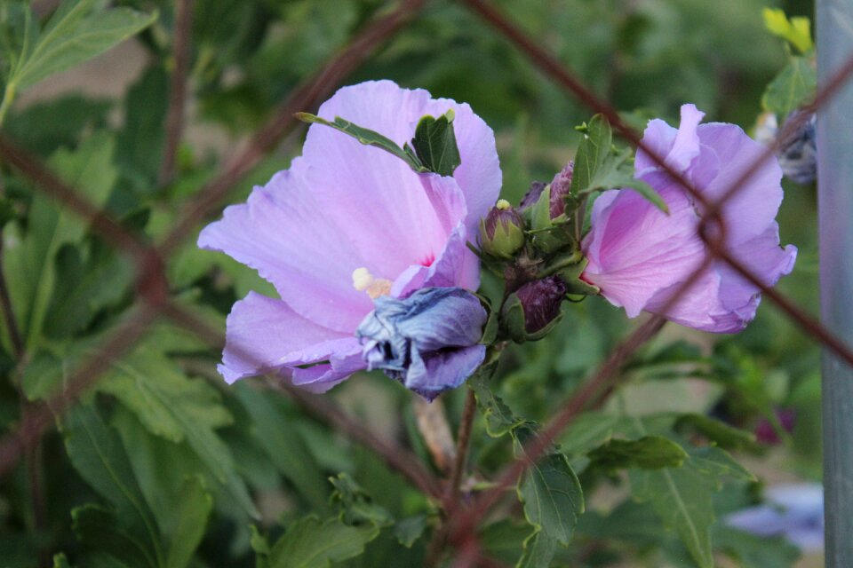 Flower nature turkey