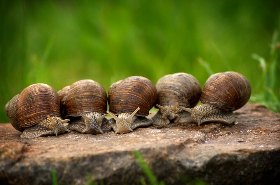 Shell slowly mollusk