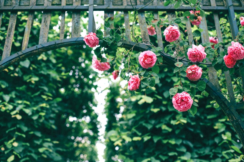 Petals bloom nature