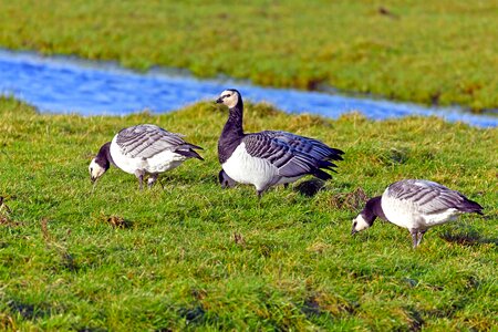 Branta leucopsis wild goose north sea