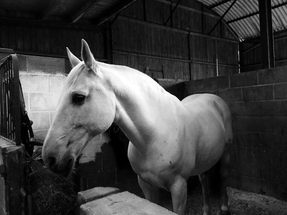 Equestrian animal gray horse