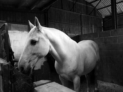 Equestrian animal gray horse