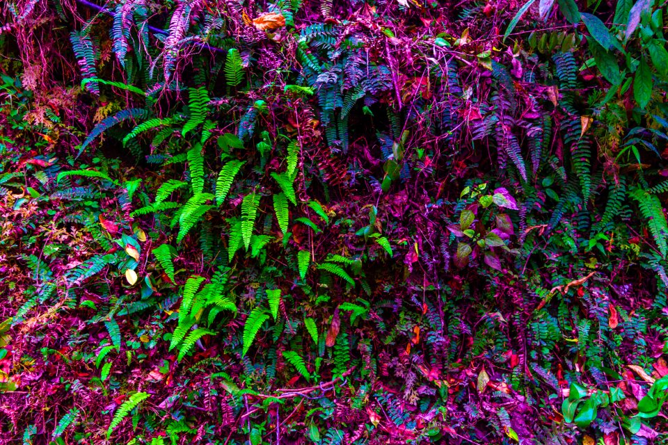 Ferns nature foliage