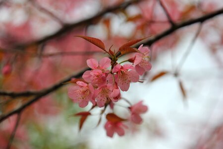 Pink flowers nature