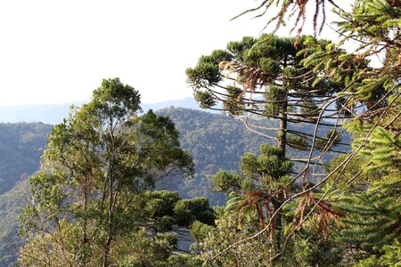 Nature santo antonio do pinhal pinheiro