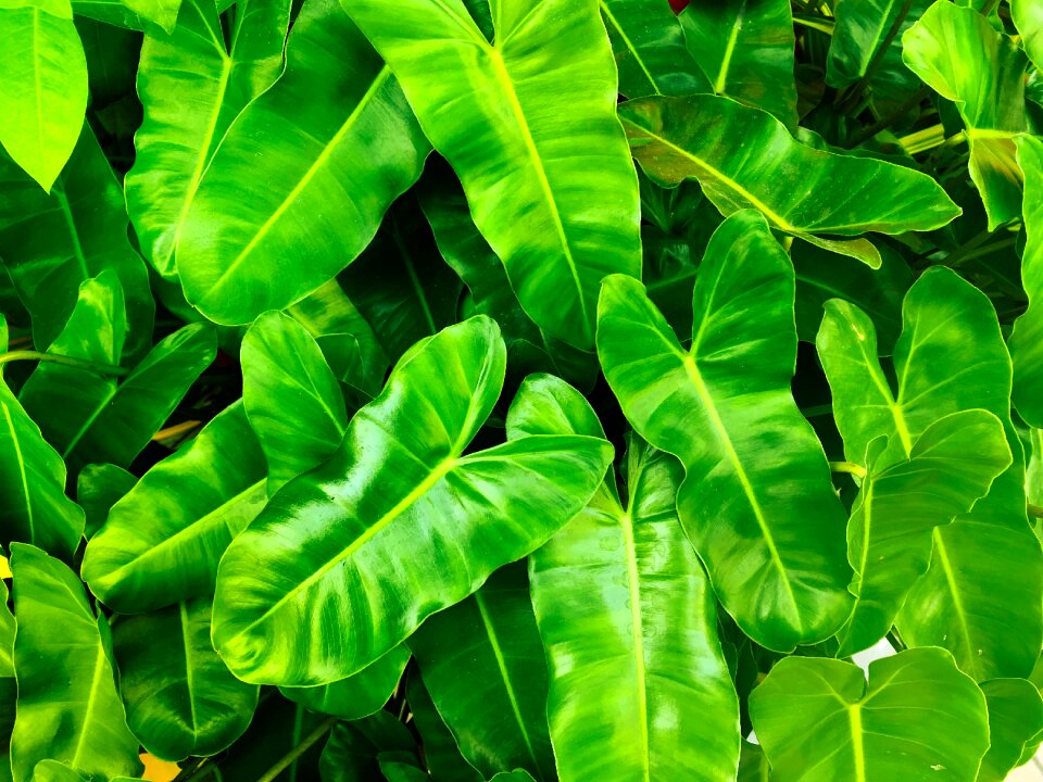 Fresh green environmental