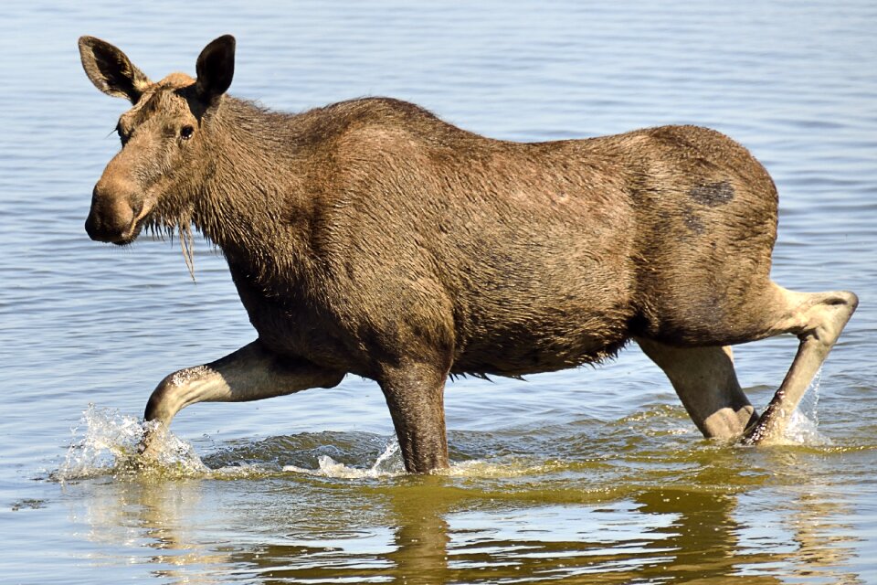 Moose animal world mammal