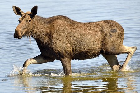 Moose animal world mammal