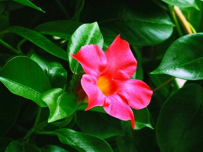 Pink flower color pink petal