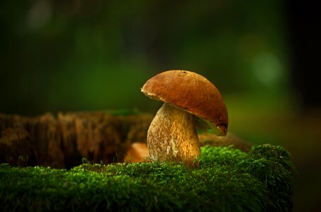 Mushroom picking edible autumn photo