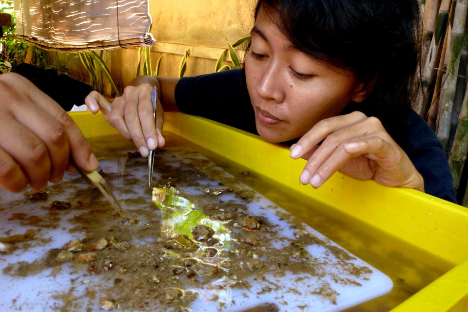Udayana University student Asa picks through coral rubble looking for marine invertebrates (9347311755)