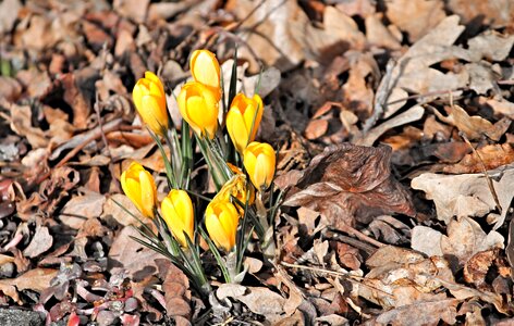 Group hidden spring photo