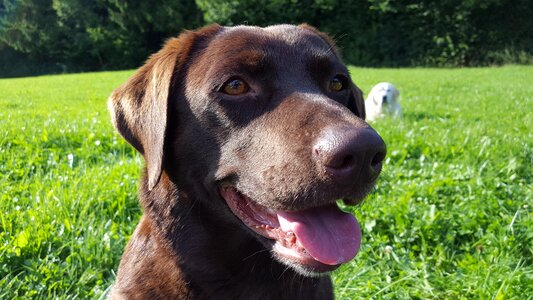 The head of a dog labrador labrador dog
