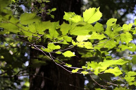 Nature plant tree photo