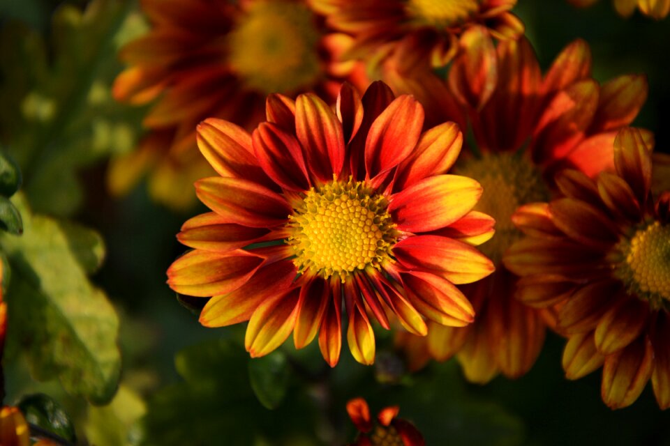 Flowers plant macro