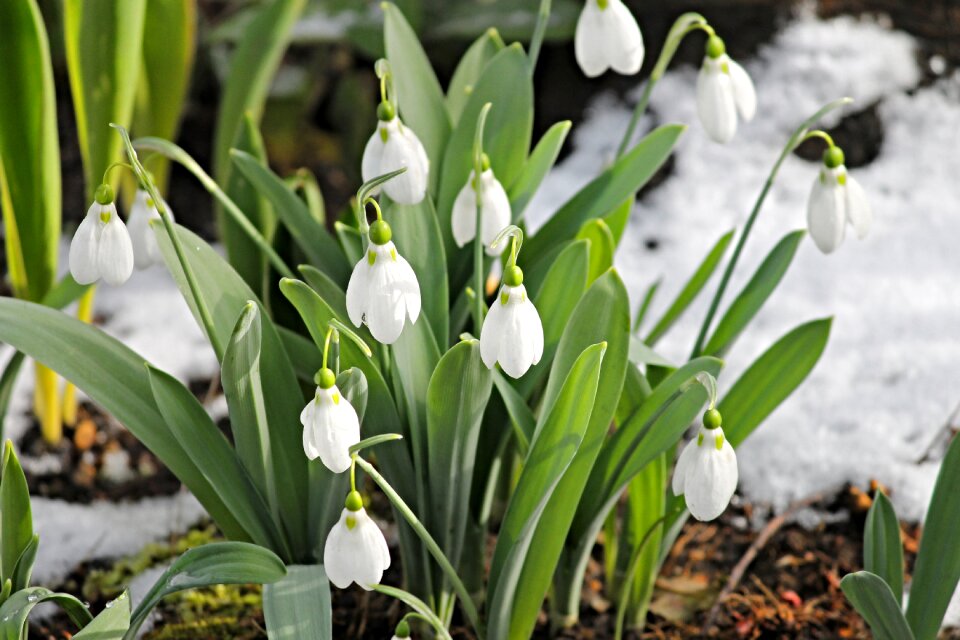 Spring signs of spring early bloomer