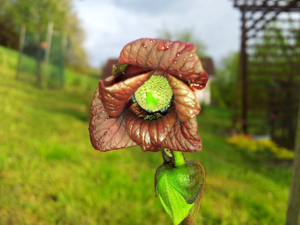 Paw-paw nature paw