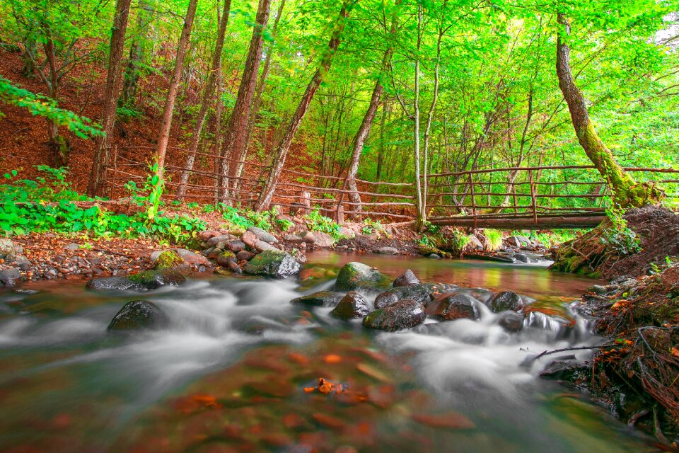 Plants forest stream