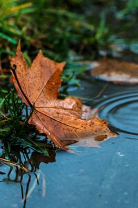 Yellow nature autumn photo