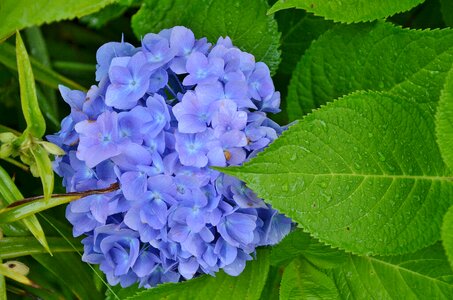 Blossom summer bloom photo