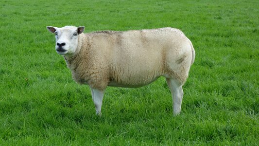 Animal wool sheep's wool