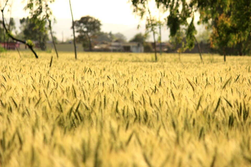 Agriculture rural summer