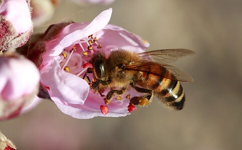 Bee apis mellifera granadilla de abona photo