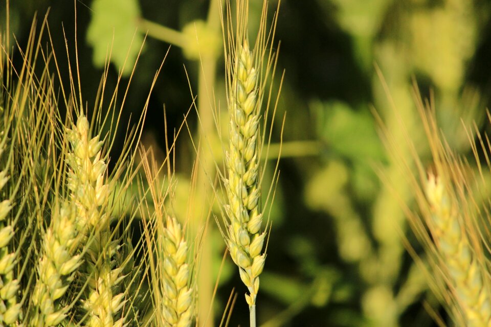 Agriculture rural summer