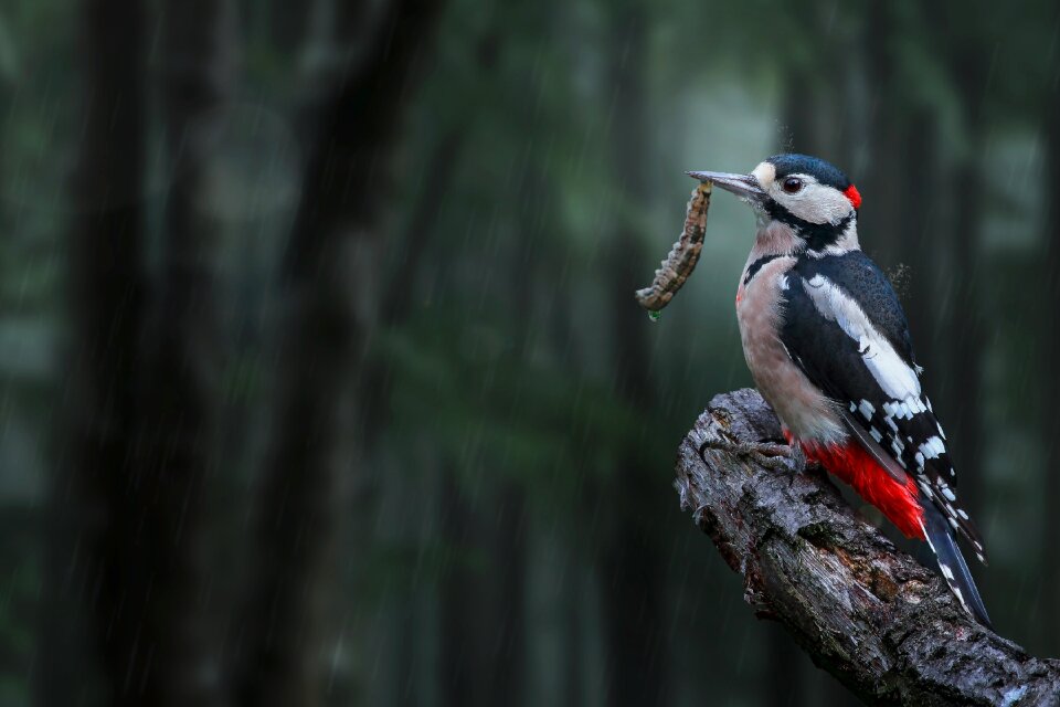 Great spotted woodpecker composing forest