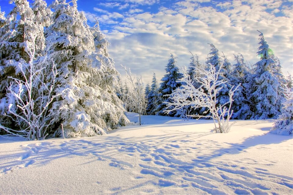 Cold tree frozen photo