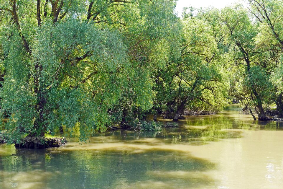 Muddy riparian zone world natural heritage