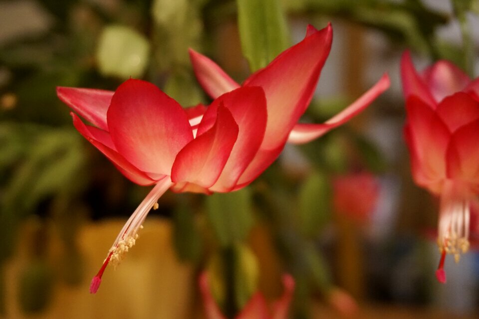 Houseplant cactus greenhouse flowering stems