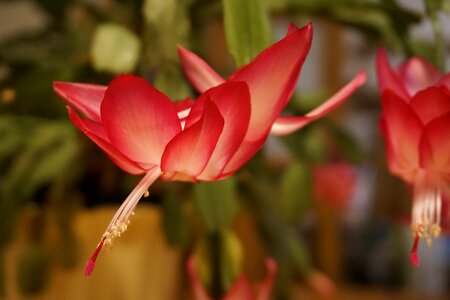 Houseplant cactus greenhouse flowering stems
