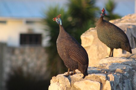 Nature outdoors ginea fowl