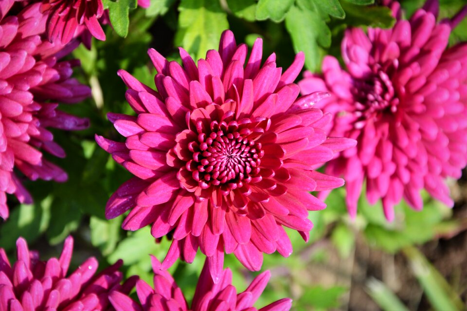 Flowers plant macro