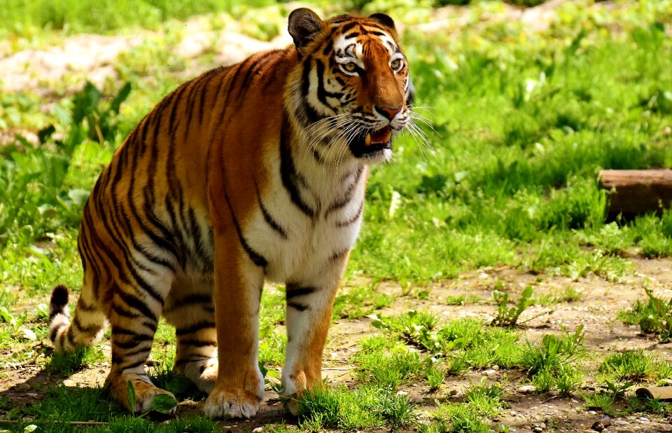 Beautiful dangerous big cat