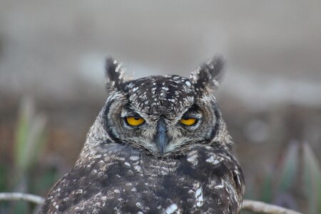 Bird owl gray owl
