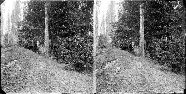 Un bosc als afores de Sant Julià de Vilatorta
