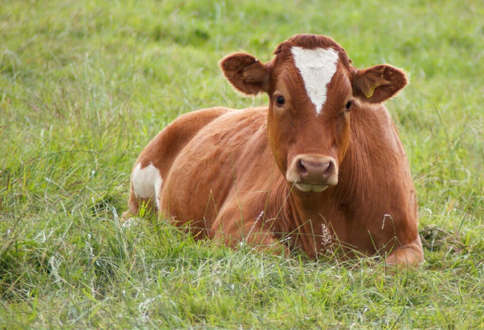 Brown lying down cattle