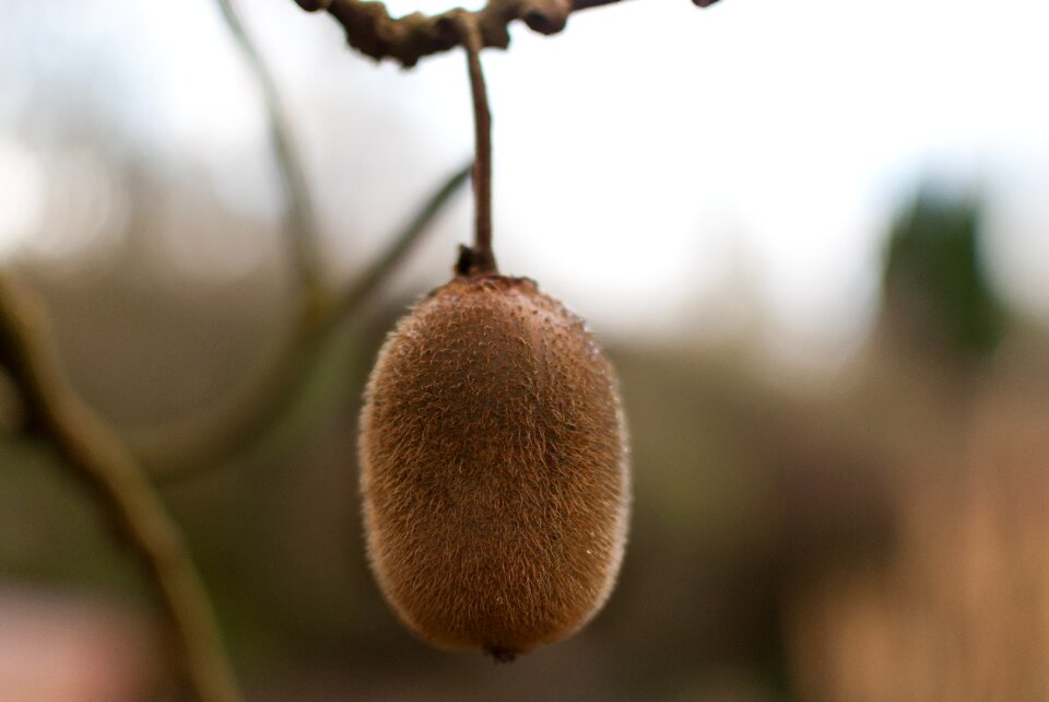 Outdoor no person tree