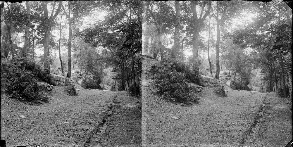 Un camí al bosc