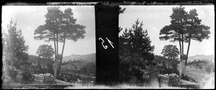 Un altre pi de tres branques