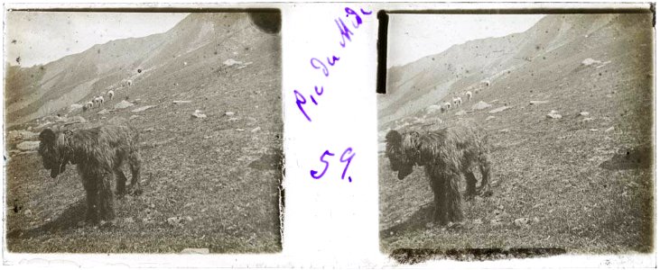 Un gos pastor amb el ramat al fons al pic du Midi photo