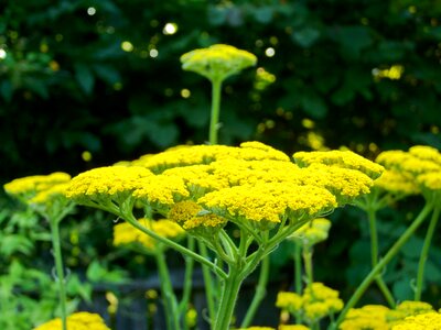 Yarrow yellow flower flower garden