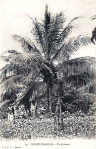 Un cocotier-Congo Français