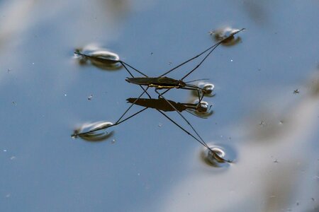 Sky macro liquid