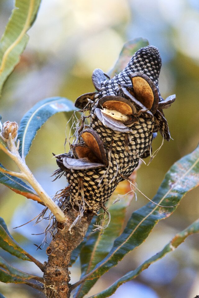 Wood bush australian