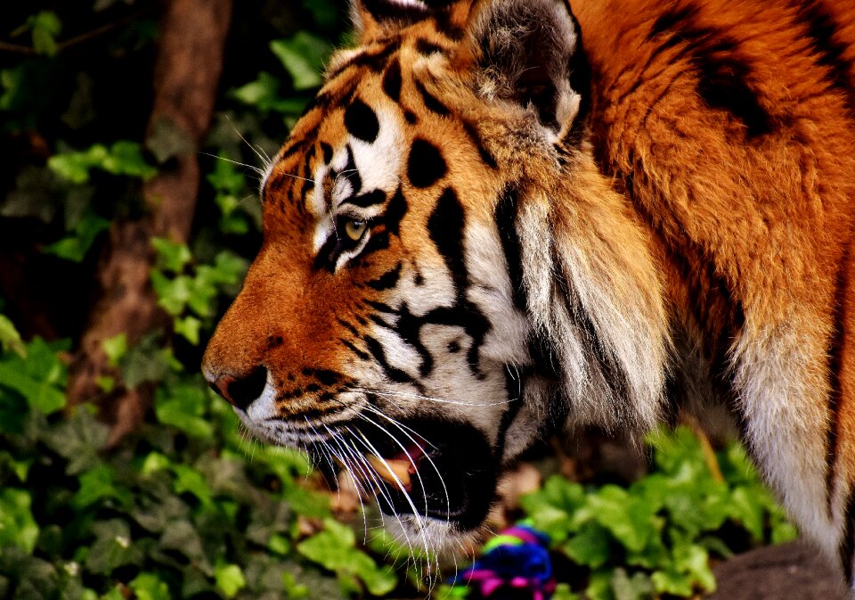 Beautiful dangerous big cat